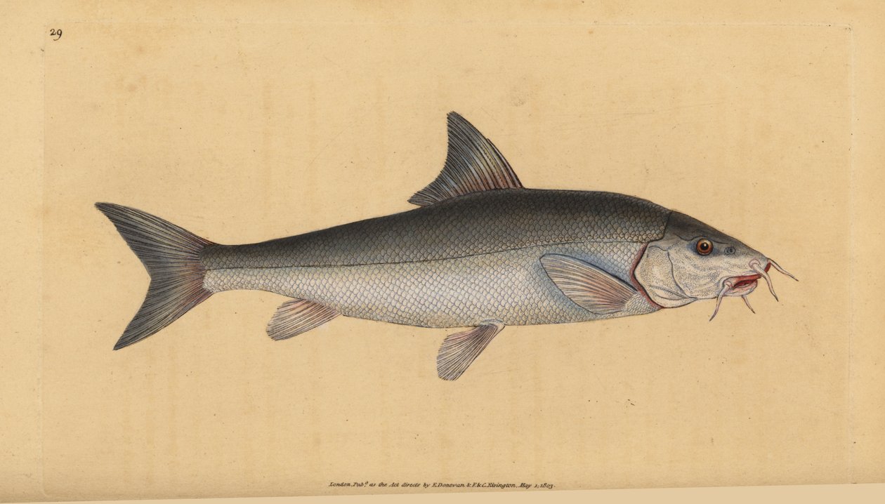 Parma, vousatý (Cyprinus bearded). Ručně kolorovaný mědiryt nakreslený a rytý Edwardem Donovanem z jeho Natural History of British Fishes, Donovan a F.C. a J. Rivington, Londýn od Edward Donovan