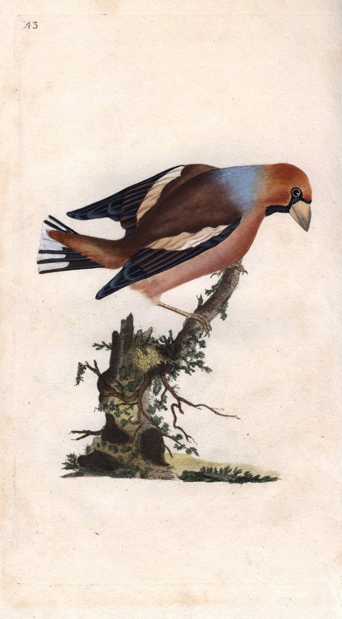 Velký zobák zlomí jádro. Kokosové (Loxia coccothraustes). Mědirytina Edwarda Donovana (1768-1837), publikovaná v Natural History of British Birds, Londýn od Edward Donovan