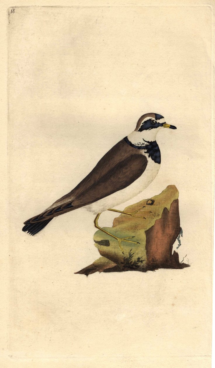 Velký štěrk. Charadrius hiaticula. Mědirytina Edwarda Donovana (1768-1837), publikovaná v Natural History of British Birds, Londýn od Edward Donovan