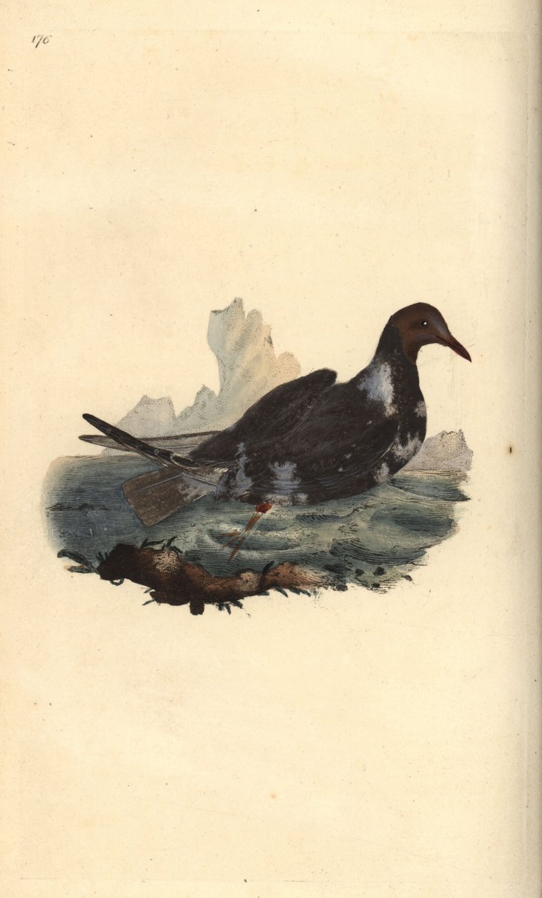 Racek černohlavý, Chroicocephalus ridibundus, v létě opeření s hnědou hlavou. Ručně kolorovaný mědiryt nakreslený a vyrytý Edwardem Donovanem z jeho vlastní „Přírodopisné historie britských ptáků“, Londýn od Edward Donovan
