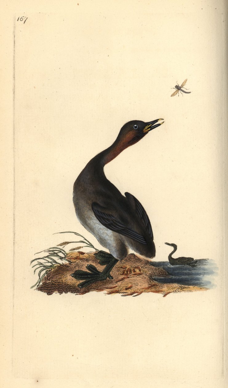 Potápka brada černá, Podiceps hebridicus. (Potápka, Tachybaptus ruficollis?) Ručně kolorovaný mědiryt nakreslený a rytý Edwardem Donovanem z jeho vlastní „Přírodopisné historie britských ptáků“, Londýn od Edward Donovan