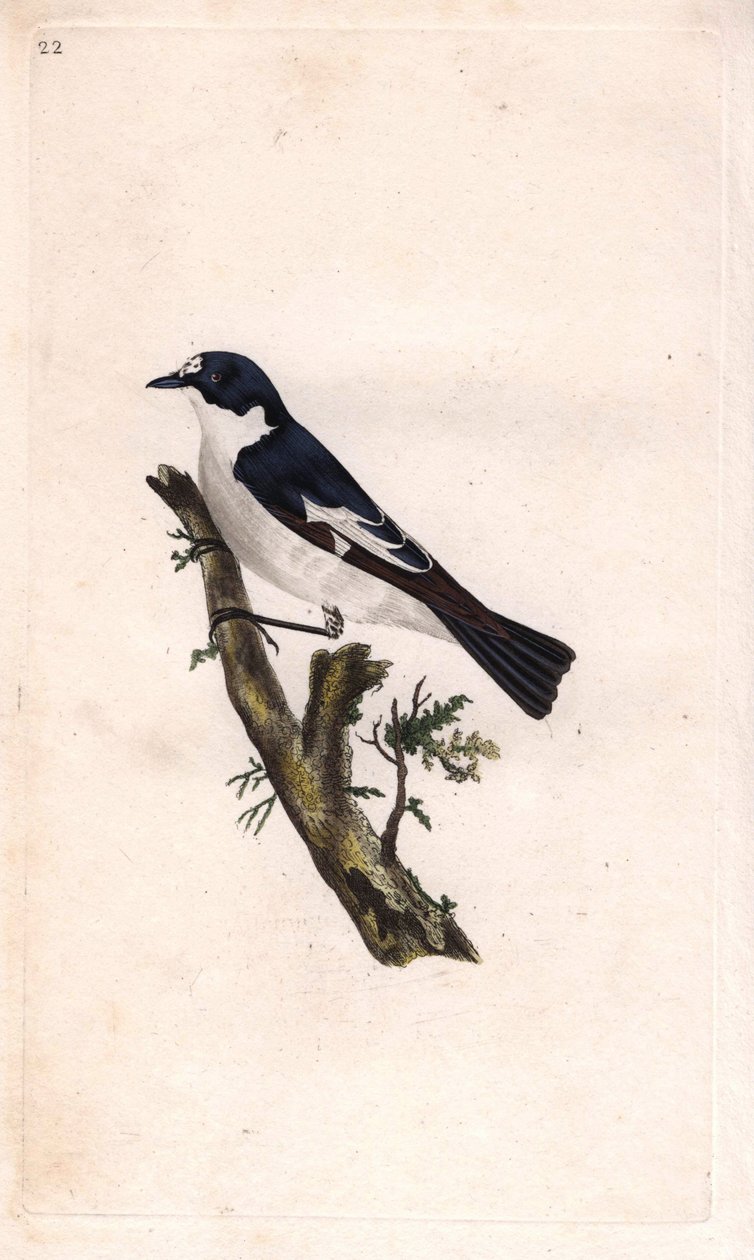 Černý gobbler. Ficedula hypoleuca (Muscicapa atricapilla). Mědirytina Edwarda Donovana (1768-1837), publikovaná v Natural History of British Birds, Londýn od Edward Donovan