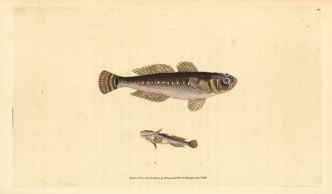 Černý goby, Gobius niger. Ručně kolorovaný mědiryt nakreslený a rytý Edwardem Donovanem z jeho Natural History of British Fishes, Donovan a F.C. a J. Rivington, Londýn od Edward Donovan