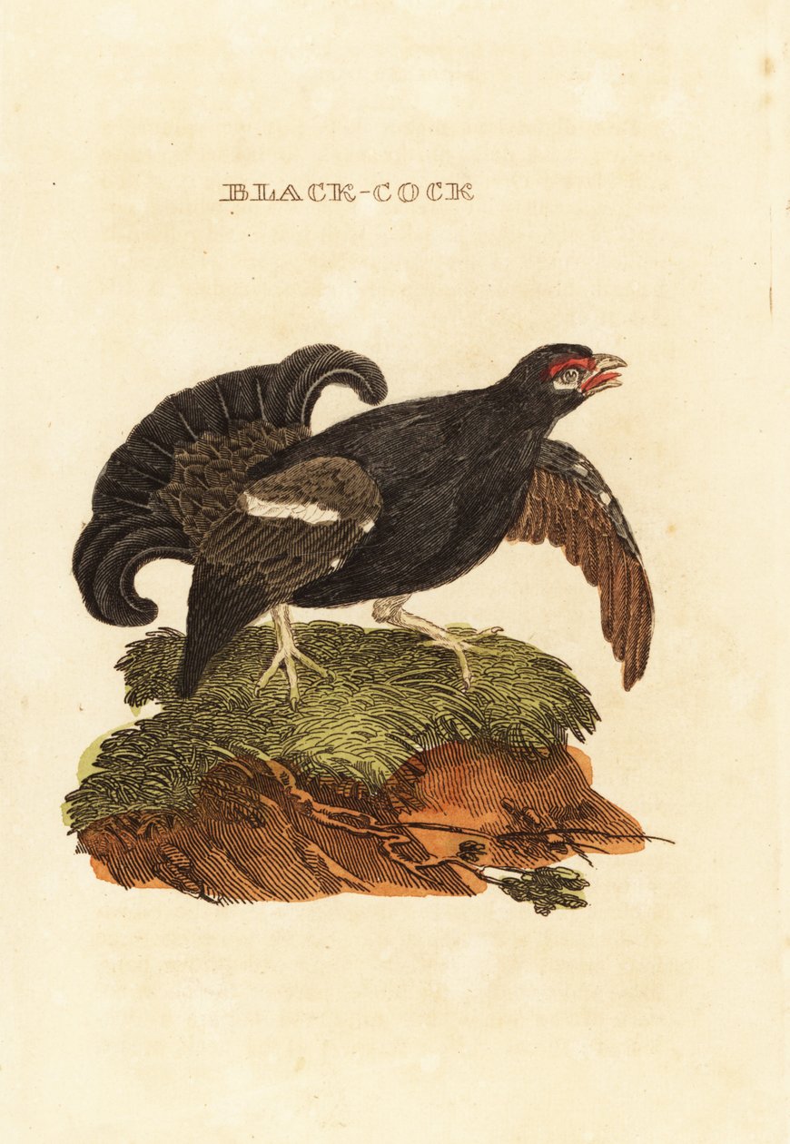 Tetřívek obecný, Tetrao tetrix od Edward Donovan