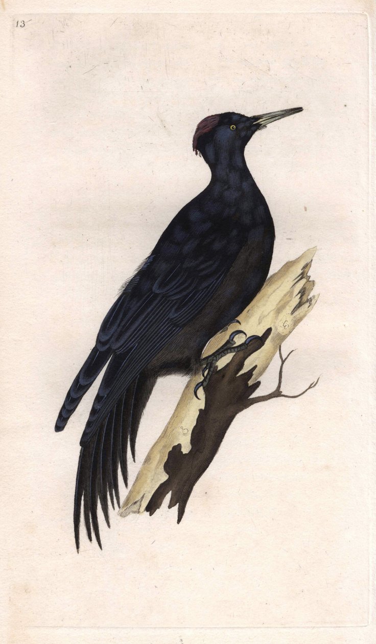 Černý vrchol. Dryocopus martius (Picus martius). Mědirytina Edwarda Donovana (1768-1837), publikovaná v Natural History of British Birds, Londýn od Edward Donovan