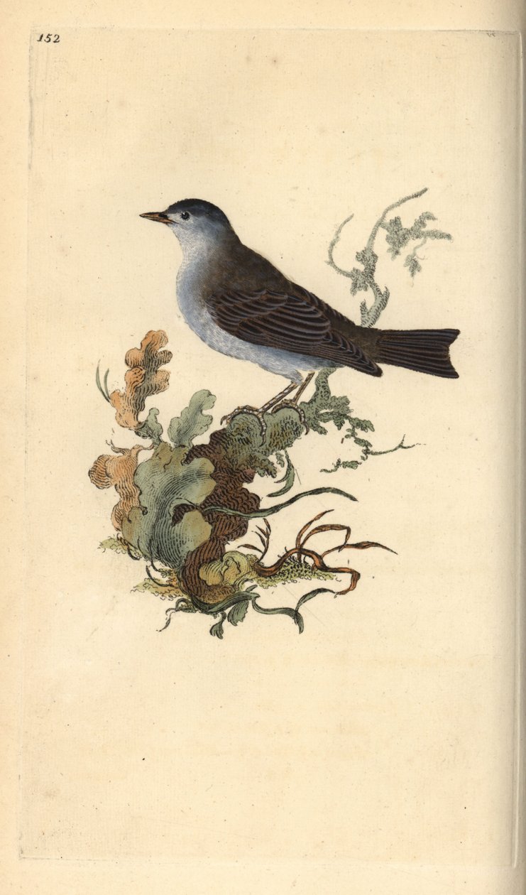 Blackcap, Sylvia atricapilla. Ručně kolorovaný mědiryt nakreslený a rytý Edwardem Donovanem z jeho vlastní „Přírodopisné historie britských ptáků“, Londýn od Edward Donovan