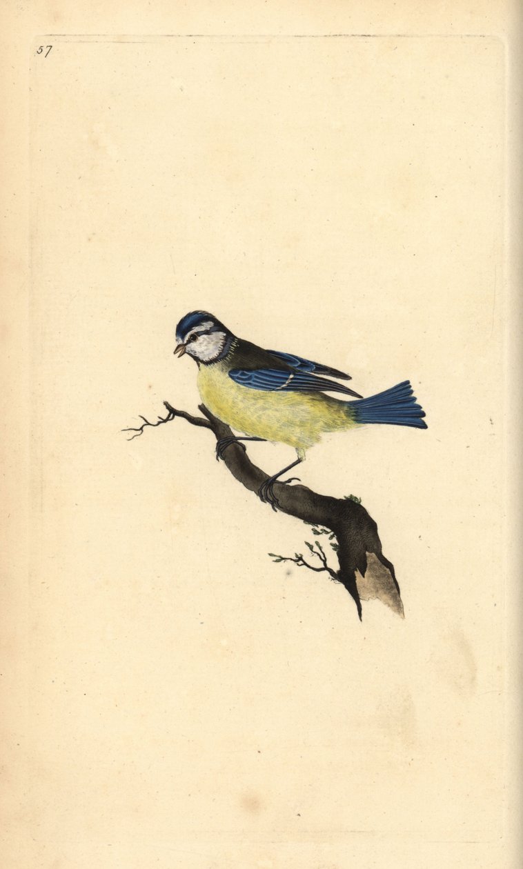 Sýkora modřinka, Cyanistes caeruleus. Ručně kolorovaný mědiryt nakreslený a vyrytý Edwardem Donovanem z jeho vlastní „Přírodopisné historie britských ptáků“, Londýn od Edward Donovan