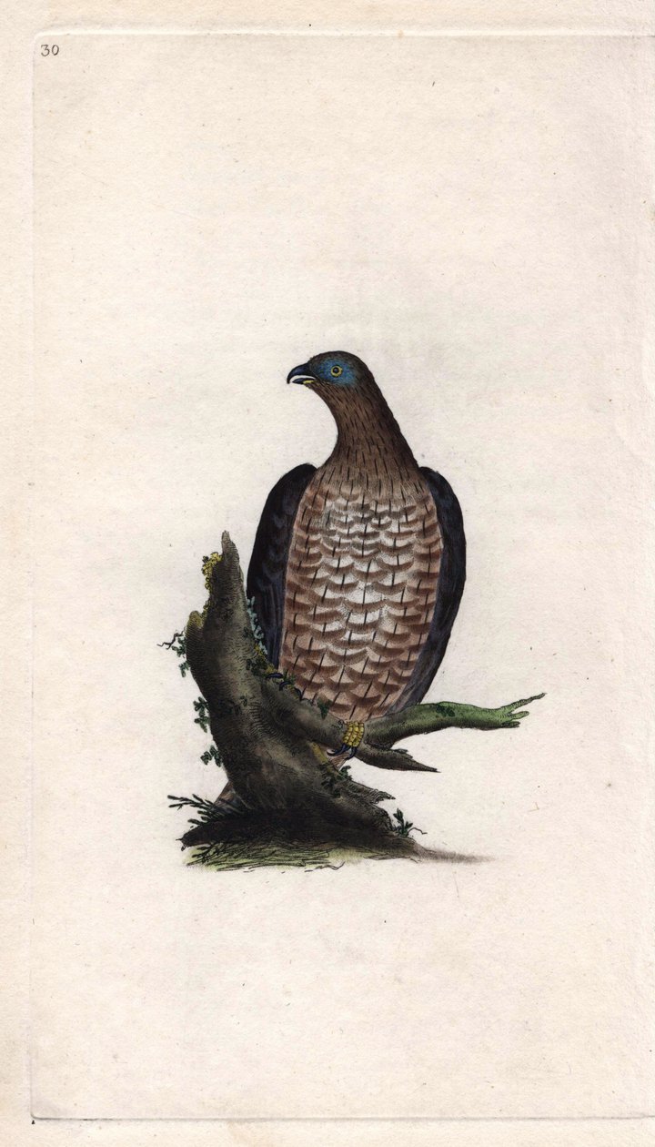 Bondree je žravý. Pernis apivorus (Falco apivorus). Mědirytina Edwarda Donovana (1768-1837), publikovaná v Natural History of British Birds, Londýn od Edward Donovan