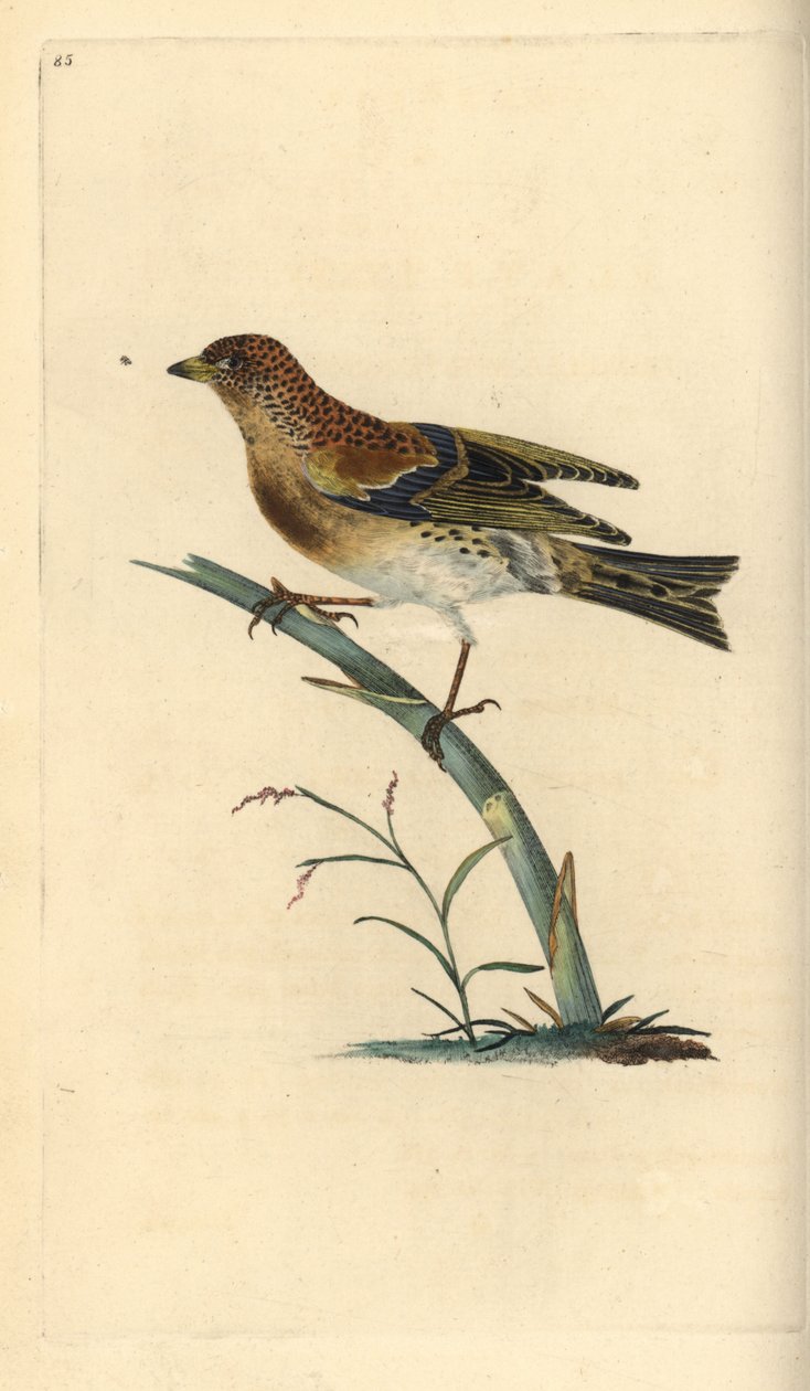 Brambling, Fringilla montifringilla. Ručně kolorovaný mědirytin nakreslený a rytý Edwardem Donovanem z jeho vlastní „Přírodopisné historie britských ptáků“, Londýn od Edward Donovan