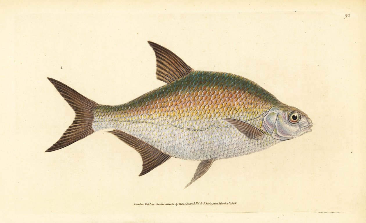 Cejn, Abramis brama (Cyprinus brama). Ručně kolorovaný mědiryt nakreslený a rytý Edwardem Donovanem z jeho Natural History of British Fishes, Donovan a F.C. a J. Rivington, Londýn od Edward Donovan