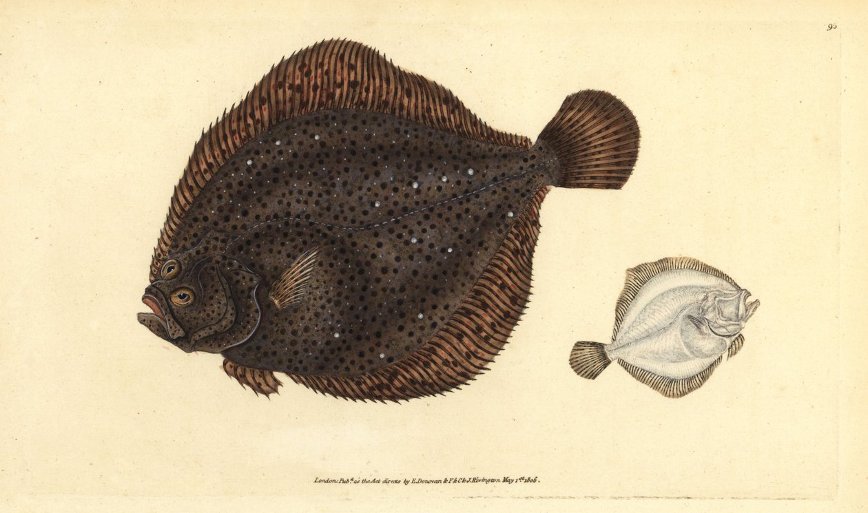 Brill nebo Pearl, Scophthalmus rhombus (Pleuronectes rhombus). Ručně kolorovaný mědiryt nakreslený a rytý Edwardem Donovanem z jeho Natural History of British Fishes, Donovan a F.C. a J. Rivington, Londýn od Edward Donovan