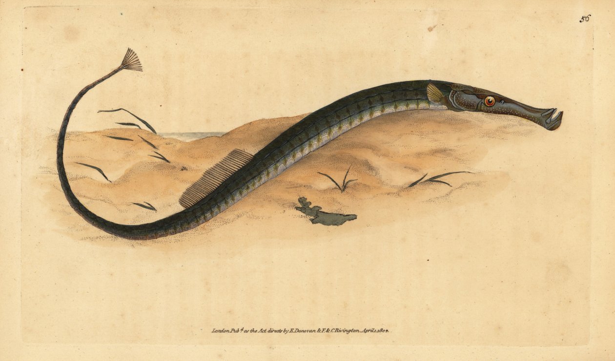Širokonosý nebo kratší dírkonoš. Syngnathus typhle. Ručně kolorovaná mědirytina nakreslená a vyrytá Edwardem Donovanem z jeho Natural History of British Fishes, Donovan and F.C. and J. Rivington, London. od Edward Donovan