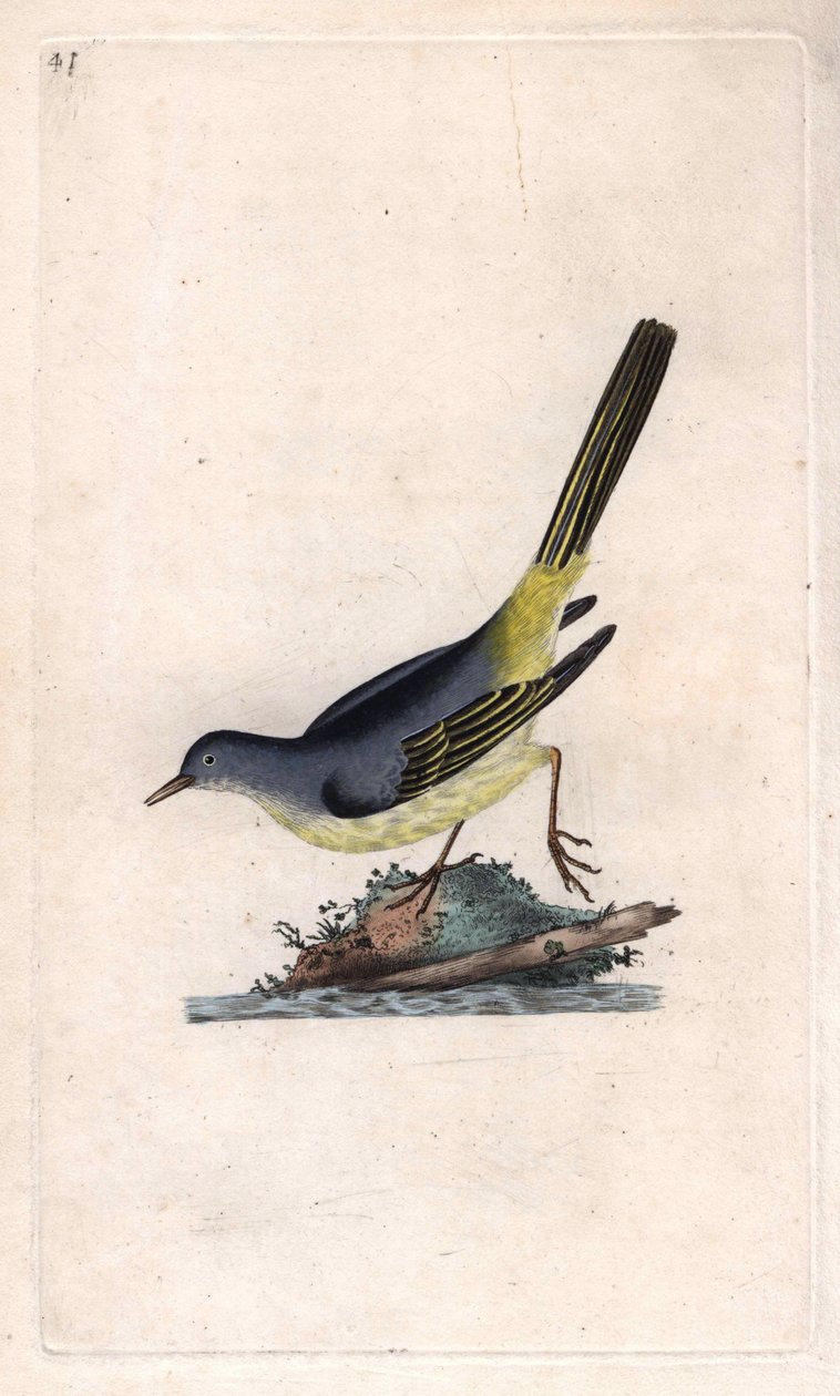 Brook Shepherd. Motacilla cinerea (Motacilla boarula). Mědirytina Edwarda Donovana (1768-1837), publikovaná v Natural History of British Birds, Londýn od Edward Donovan