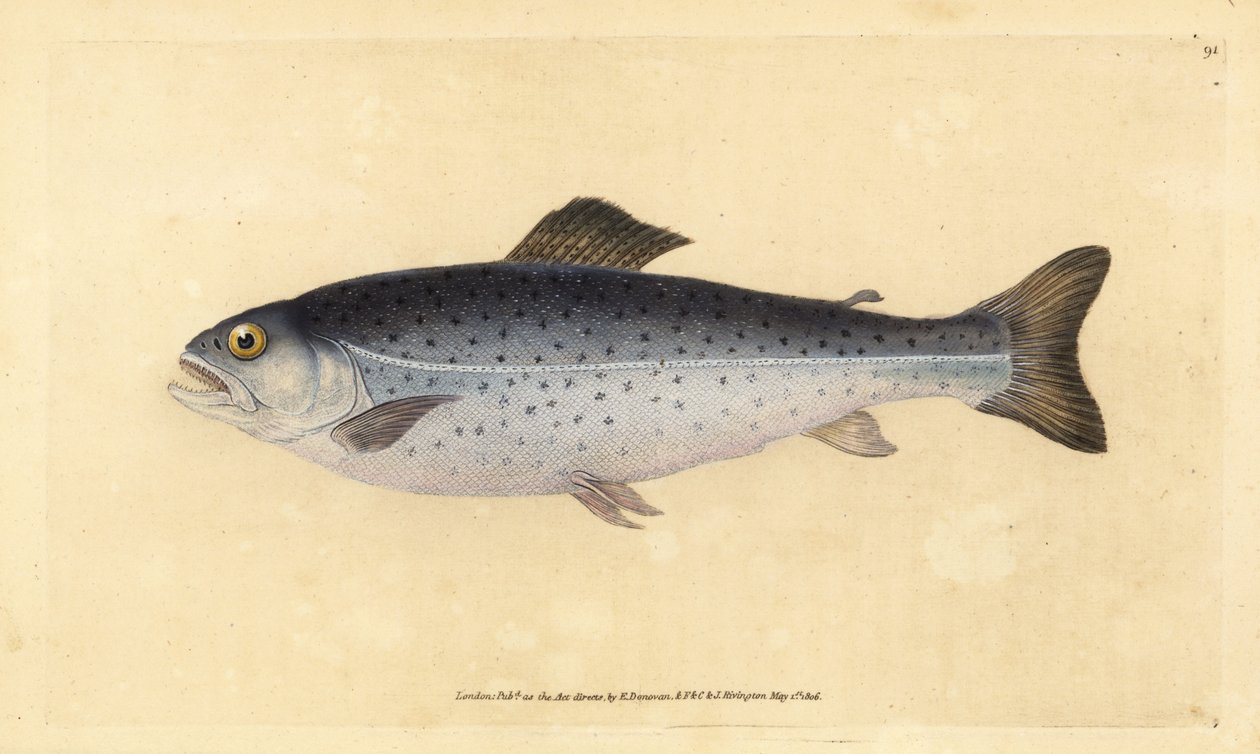 Pstruh obecný, Salmo trutta (Sewen, Salmo cambricus). Ručně kolorovaný mědiryt nakreslený a rytý Edwardem Donovanem z jeho Natural History of British Fishes, Donovan a F.C. a J. Rivington, Londýn od Edward Donovan