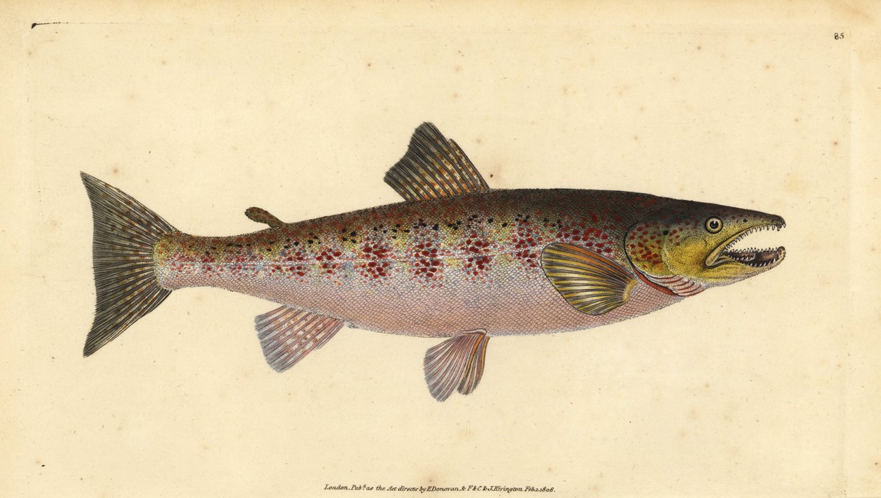 Pstruh obecný, Salmo trutta fario (Pstruh, Salmo fario). Ručně kolorovaný mědiryt nakreslený a rytý Edwardem Donovanem z jeho Natural History of British Fishes, Donovan a F.C. a J. Rivington, Londýn od Edward Donovan