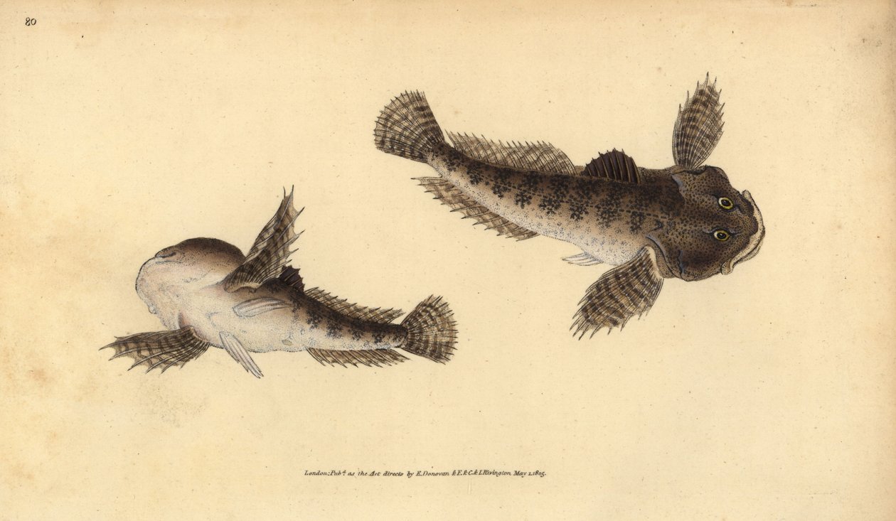 Bullhead, Cottus gobio (říční býčí hlava). Ručně kolorovaný mědiryt nakreslený a rytý Edwardem Donovanem z jeho Natural History of British Fishes, Donovan a F.C. a J. Rivington, Londýn od Edward Donovan