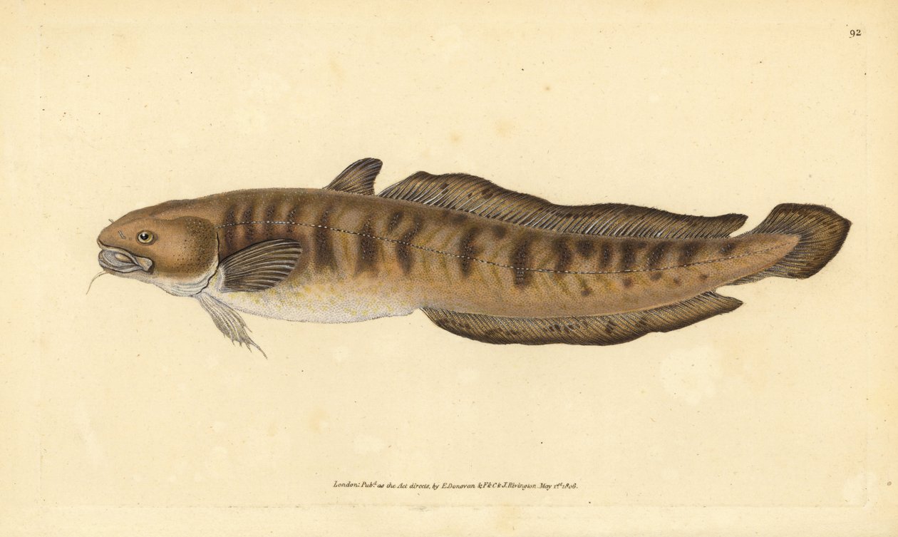 Burbot, Lota lota (Gadus lota). Ručně kolorovaný mědiryt nakreslený a rytý Edwardem Donovanem z jeho Natural History of British Fishes, Donovan a F.C. a J. Rivington, Londýn od Edward Donovan