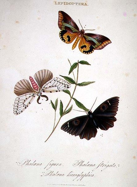 Motýli: Phalaena Figura; Phalaena Strigata a Phalaena Hieroglyphica, hospoda. od umělce od Edward Donovan