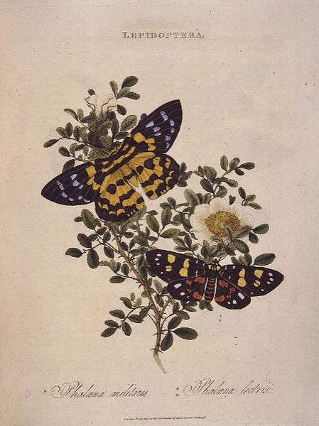 Motýli: Phalaena Militaris, Phalaena Lectrix, hospoda. umělcem od Edward Donovan