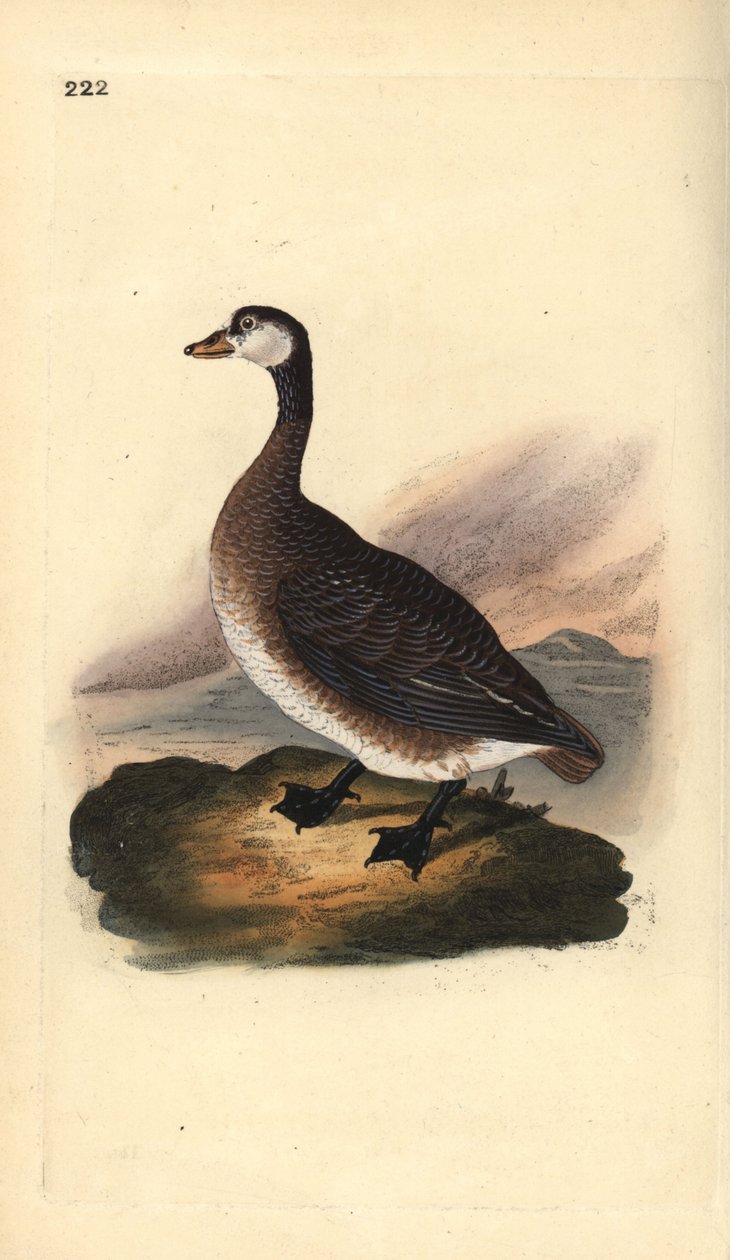 Kanadská husa, Branta canadensis. Ručně kolorovaný mědiryt nakreslený a rytý Edwardem Donovanem z jeho vlastní „Přírodopisné historie britských ptáků“, Londýn od Edward Donovan