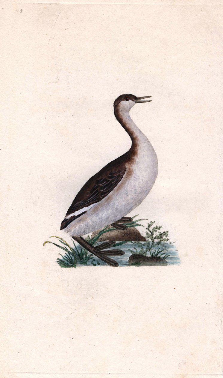 Potápka Castagny. Tachybaptus ruficollis (Podiceps nigricans). Mědirytina Edwarda Donovana (1768-1837), publikovaná v Natural History of British Birds, Londýn od Edward Donovan