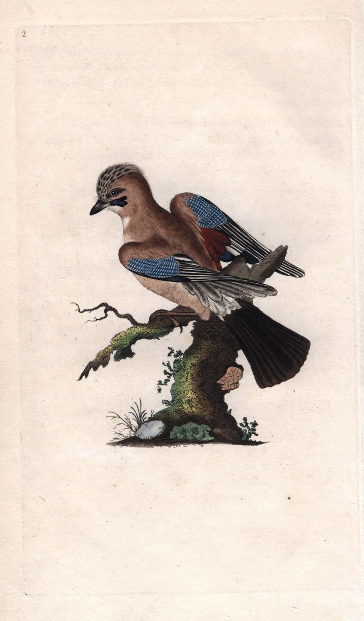 Chenes Jay. Garrulus glandarius (Corvus glandarius). Mědirytina Edwarda Donovana (1768-1837), publikovaná v Natural History of British Birds, Londýn od Edward Donovan