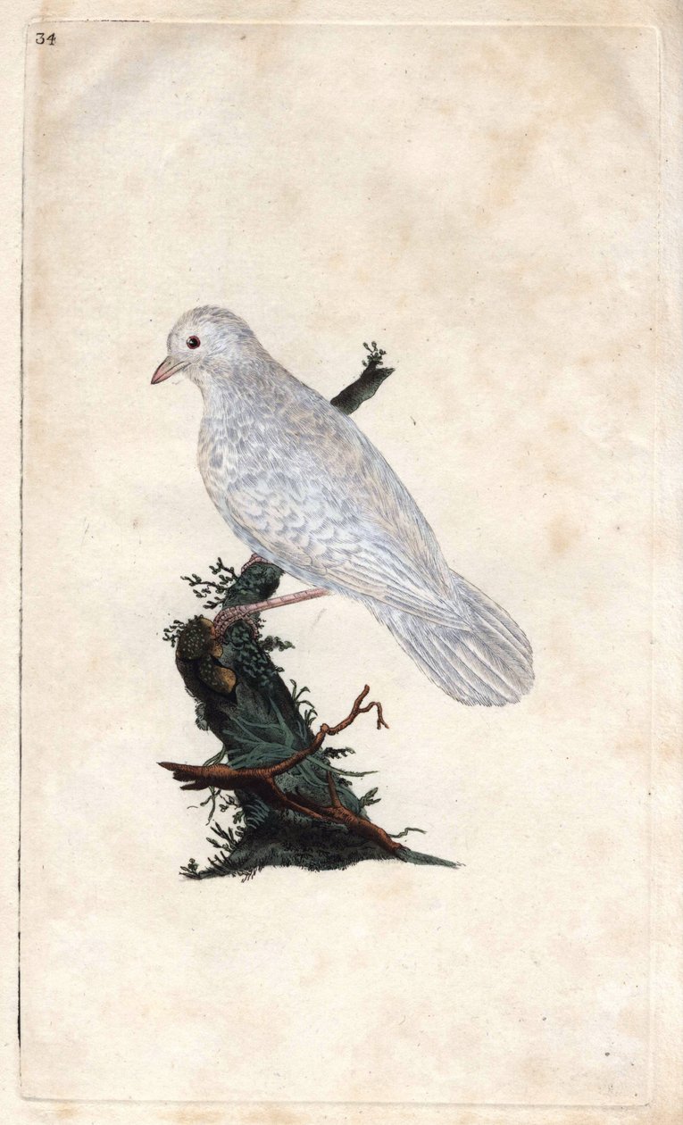 Chenes Jay. Garrulus glandarius. Mědirytina Edwarda Donovana (1768-1837), publikovaná v Natural History of British Birds, Londýn od Edward Donovan