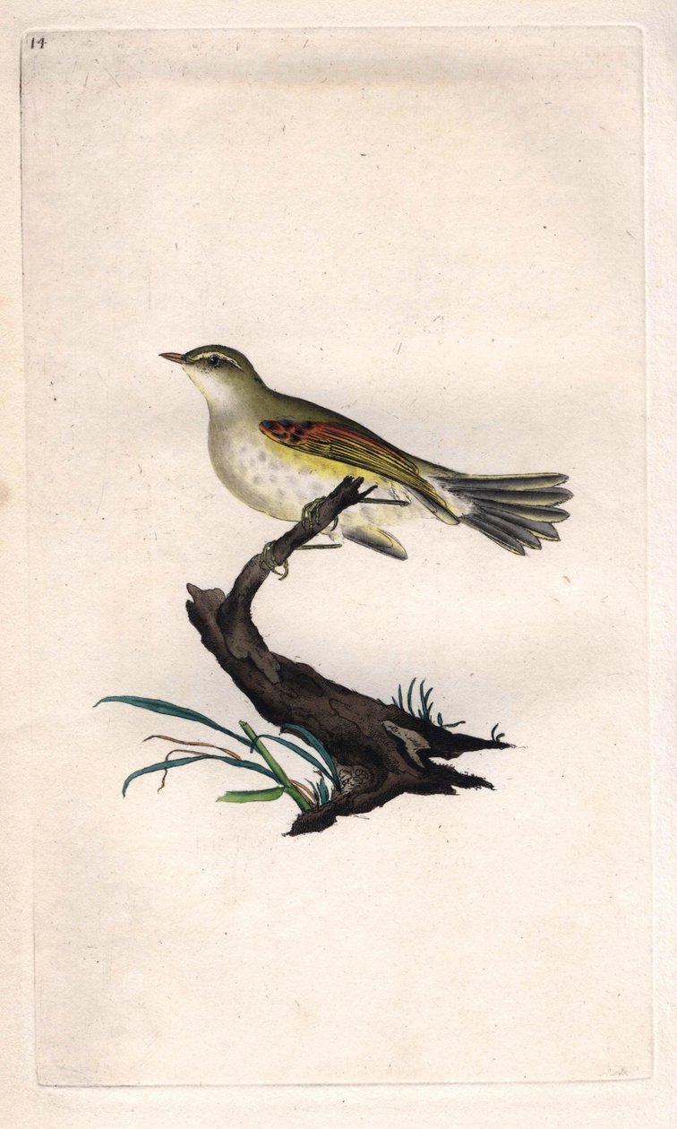 Kuřecí fitis. Phylloscopus trochilus (Motacilla trochilus). Mědirytina Edwarda Donovana (1768-1837), publikovaná v Natural History of British Birds, Londýn od Edward Donovan