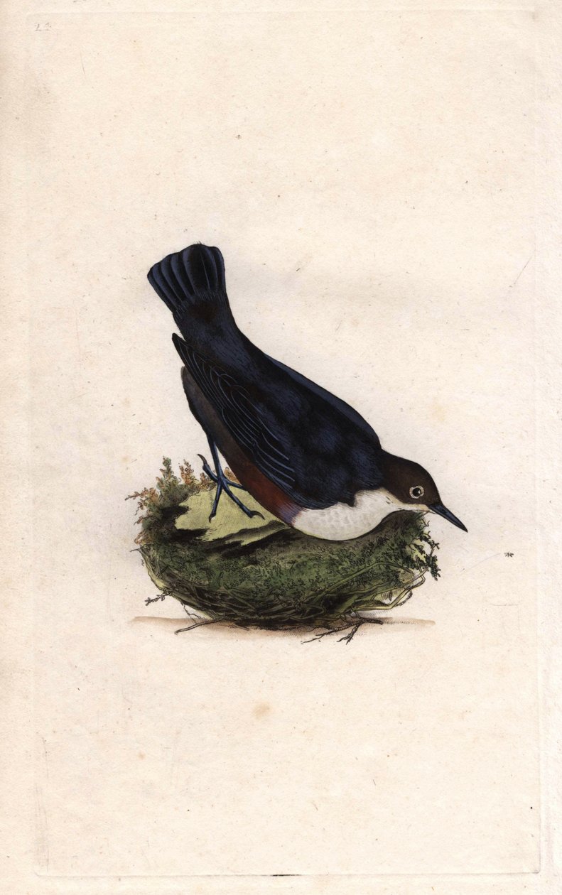 Cincle potápěč. Cinclus cinclus (Sturnus cinclus). Mědirytina Edwarda Donovana (1768-1837), publikovaná v Natural History of British Birds, Londýn od Edward Donovan