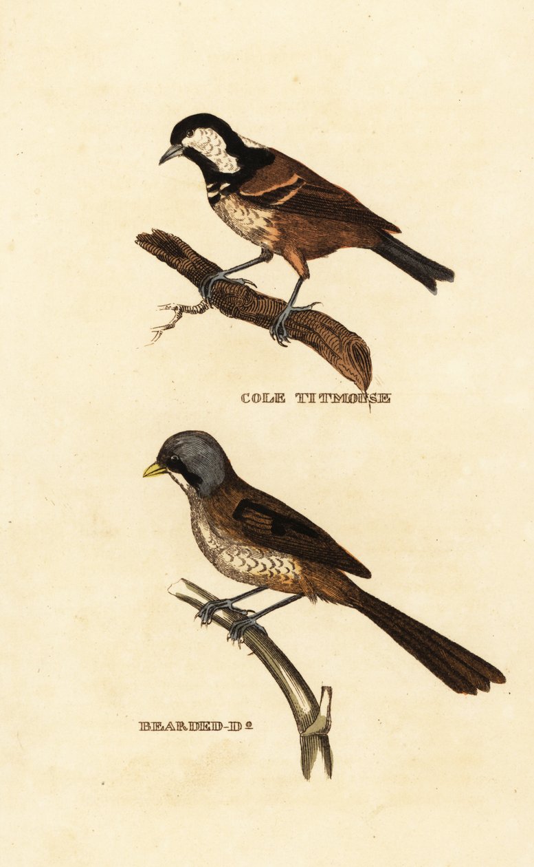 Sýkora uhelná, Parus ater a rákosník vousatý, Panurus biarmicus od Edward Donovan