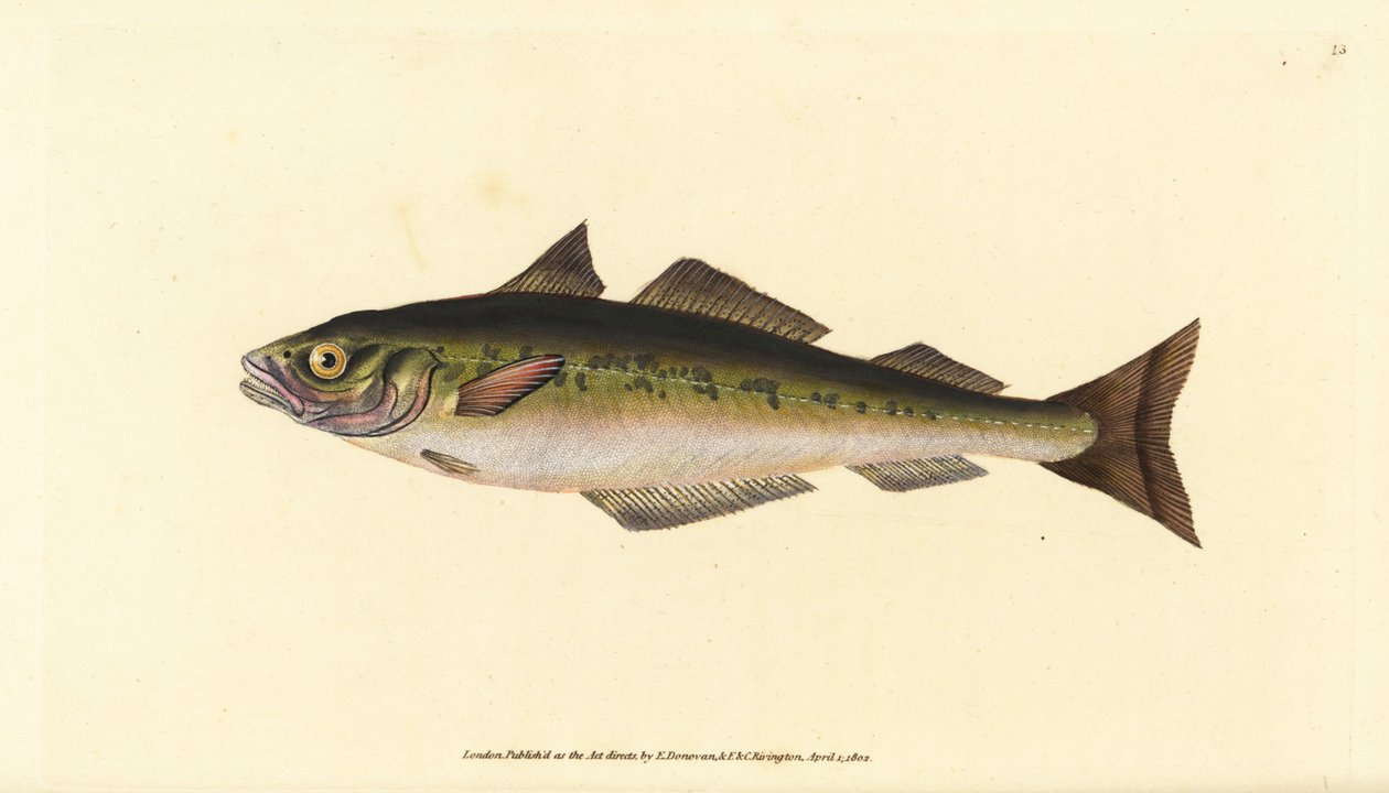 Treska tmavá nebo treska tmavá, Pollachius virens (Gadus carbonarius). Ručně kolorovaný mědiryt nakreslený a rytý Edwardem Donovanem z jeho Natural History of British Fishes, Donovan a F.C. a J. Rivington, Londýn od Edward Donovan