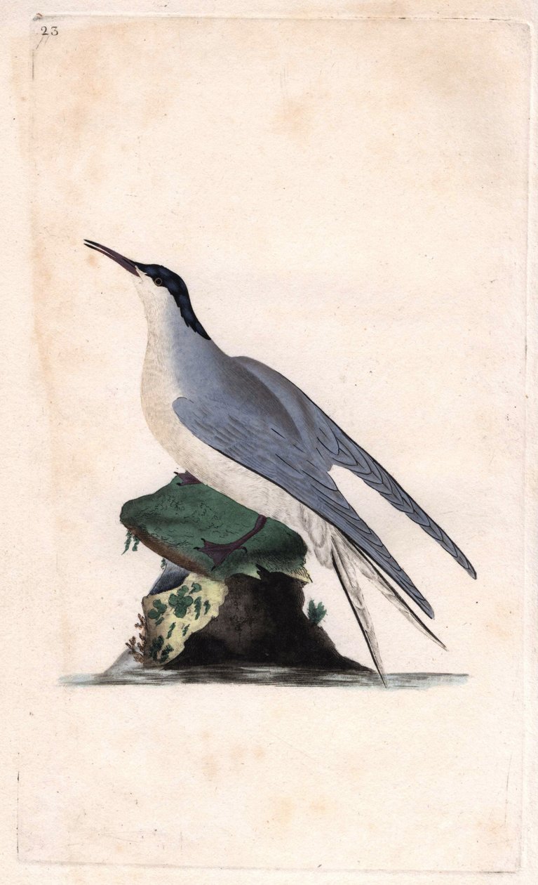 Rybák obecný. Sterna hirundo. Mědirytina Edwarda Donovana (1768-1837), publikovaná v Natural History of British Birds, Londýn od Edward Donovan