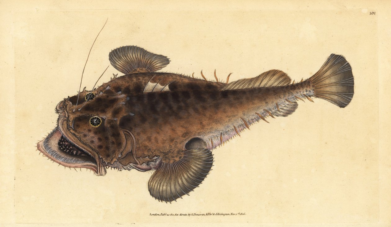 Ryba obecná, Lophius piscatorius. Ručně kolorovaný mědiryt nakreslený a rytý Edwardem Donovanem z jeho Natural History of British Fishes, Donovan a F.C. a J. Rivington, Londýn od Edward Donovan