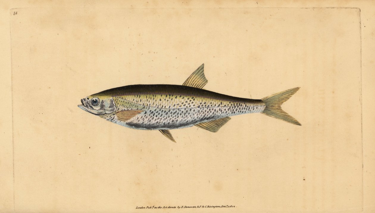 Obyčejný bezútěšný, Alburnus alburnus (Cyprinus alburnus). Ručně kolorovaný mědiryt nakreslený a rytý Edwardem Donovanem z jeho Natural History of British Fishes, Donovan a F.C. a J. Rivington, Londýn od Edward Donovan