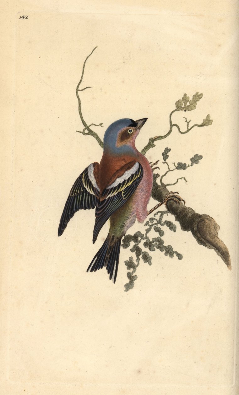 pěnkava obecná, Fringilla coelebs. Ručně kolorovaná mědirytina, kterou nakreslil a vyryl Edward Donovan podle své vlastní "Natural History of British Birds", Londýn. od Edward Donovan