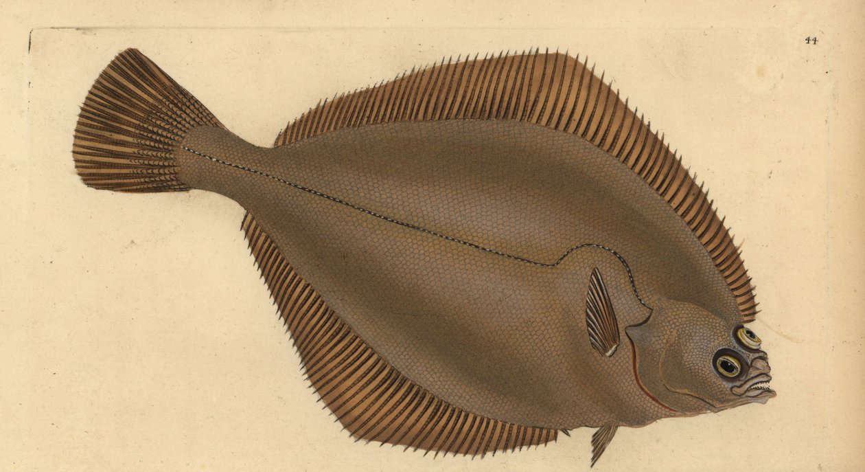 Dab obecný, Limanda limanda (Pleuronectes limanda). Ručně kolorovaný mědiryt nakreslený a rytý Edwardem Donovanem z jeho Natural History of British Fishes, Donovan a F.C. a J. Rivington, Londýn od Edward Donovan