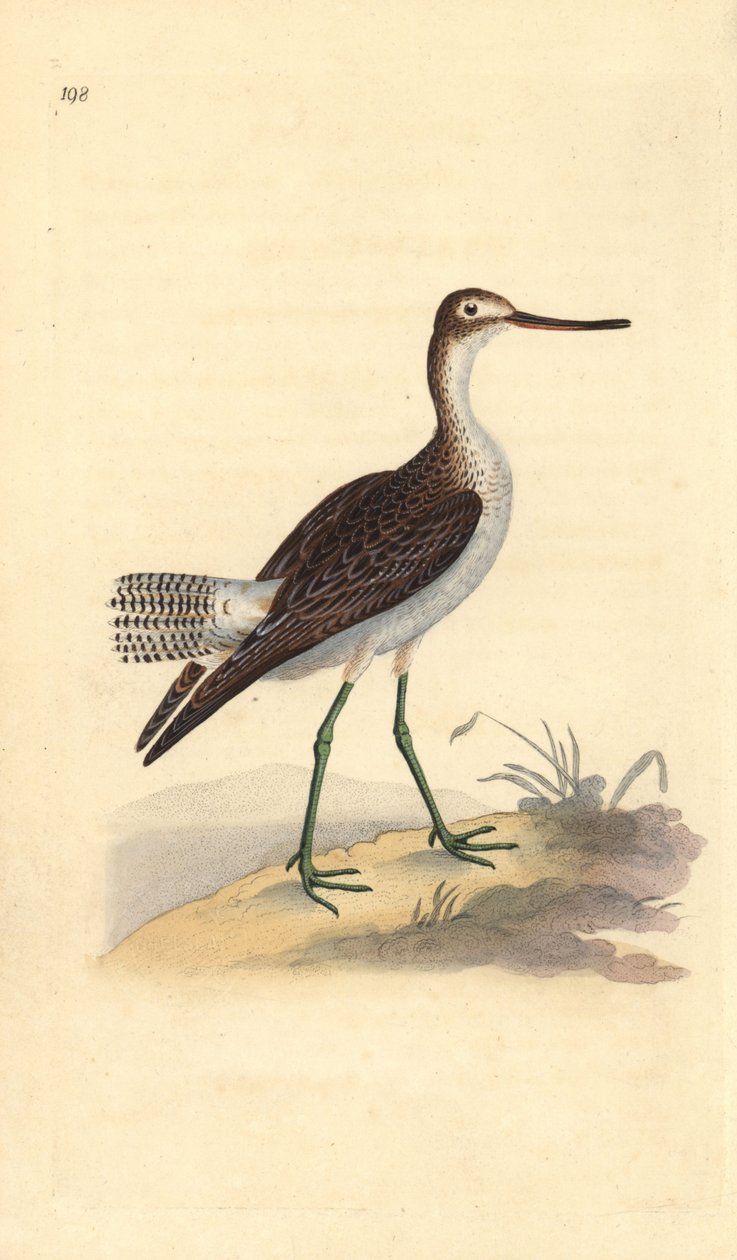 Břehule zelená, Tringa nebularia. Ručně kolorovaná mědirytina, kterou nakreslil a vyryl Edward Donovan podle své vlastní "Natural History of British Birds", Londýn. od Edward Donovan