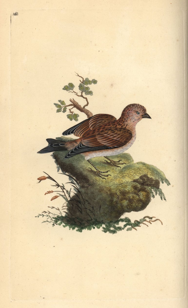 Linduška šedá, Carduelis cannabina. Ručně kolorovaná mědirytina, kterou nakreslil a vyryl Edward Donovan podle své vlastní "Natural History of British Birds", Londýn. od Edward Donovan