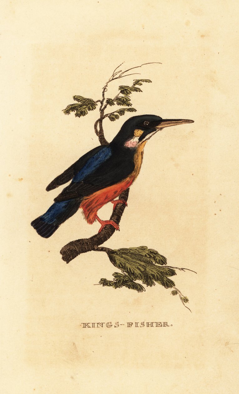 Ledňáček říční, Alcedo atthis od Edward Donovan