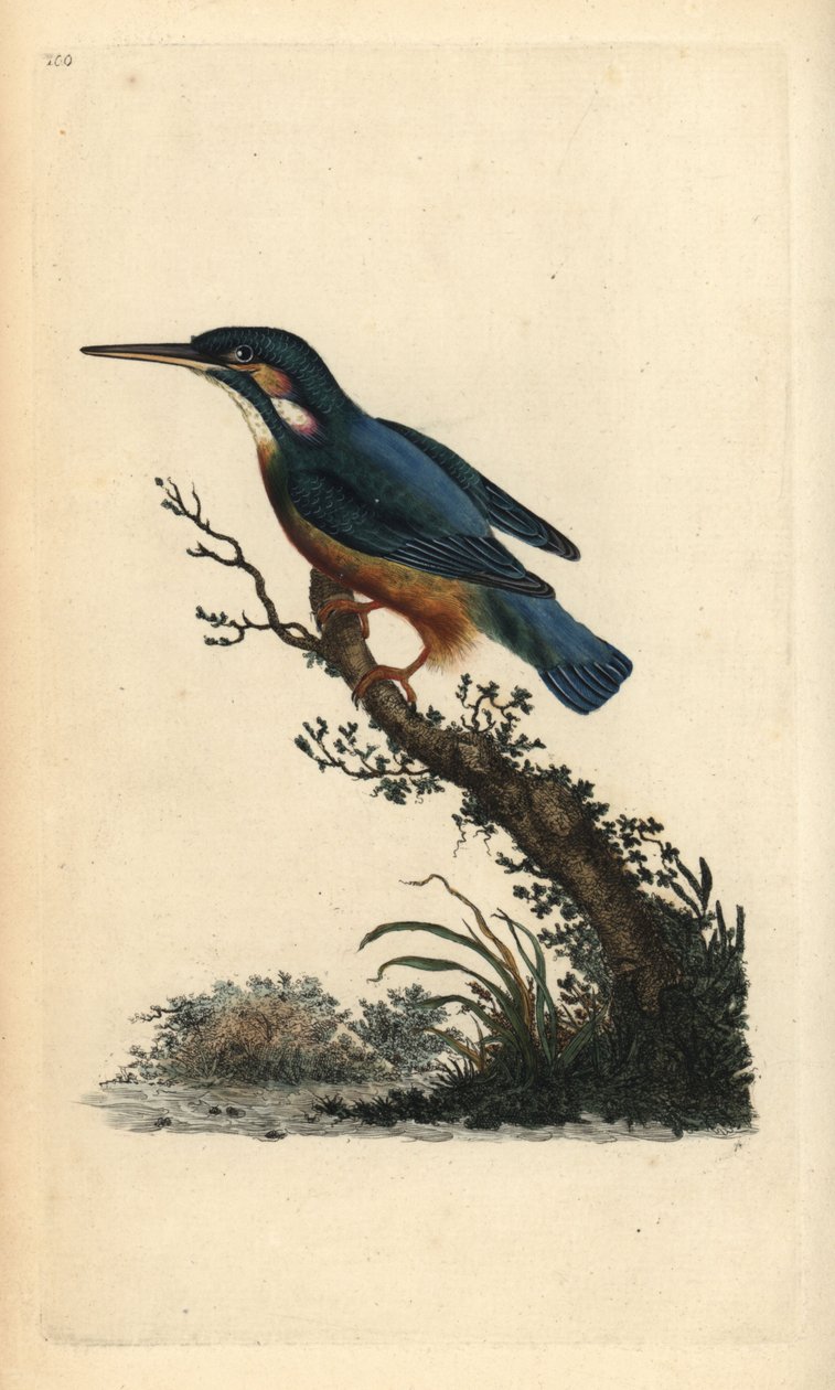 Ledňáček říční, Alcedo atthis. Ručně kolorovaný mědiryt nakreslený a rytý Edwardem Donovanem z jeho vlastní „Přírodopisné historie britských ptáků“, Londýn od Edward Donovan