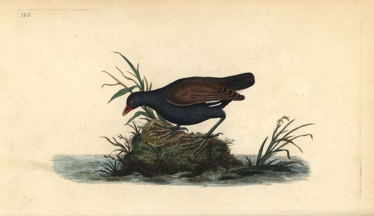 Slípka obecná, Gallinula chloropus. Ručně kolorovaný mědiryt nakreslený a rytý Edwardem Donovanem z jeho vlastní „Přírodopisné historie britských ptáků“, Londýn od Edward Donovan