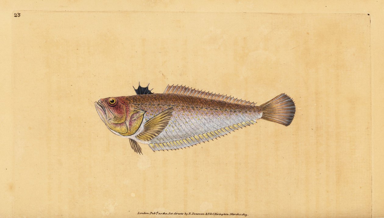 Obyčejný nebo větší, Trachinus draco. Ručně kolorovaný mědiryt nakreslený a rytý Edwardem Donovanem z jeho Natural History of British Fishes, Donovan a F.C. a J. Rivington, Londýn od Edward Donovan