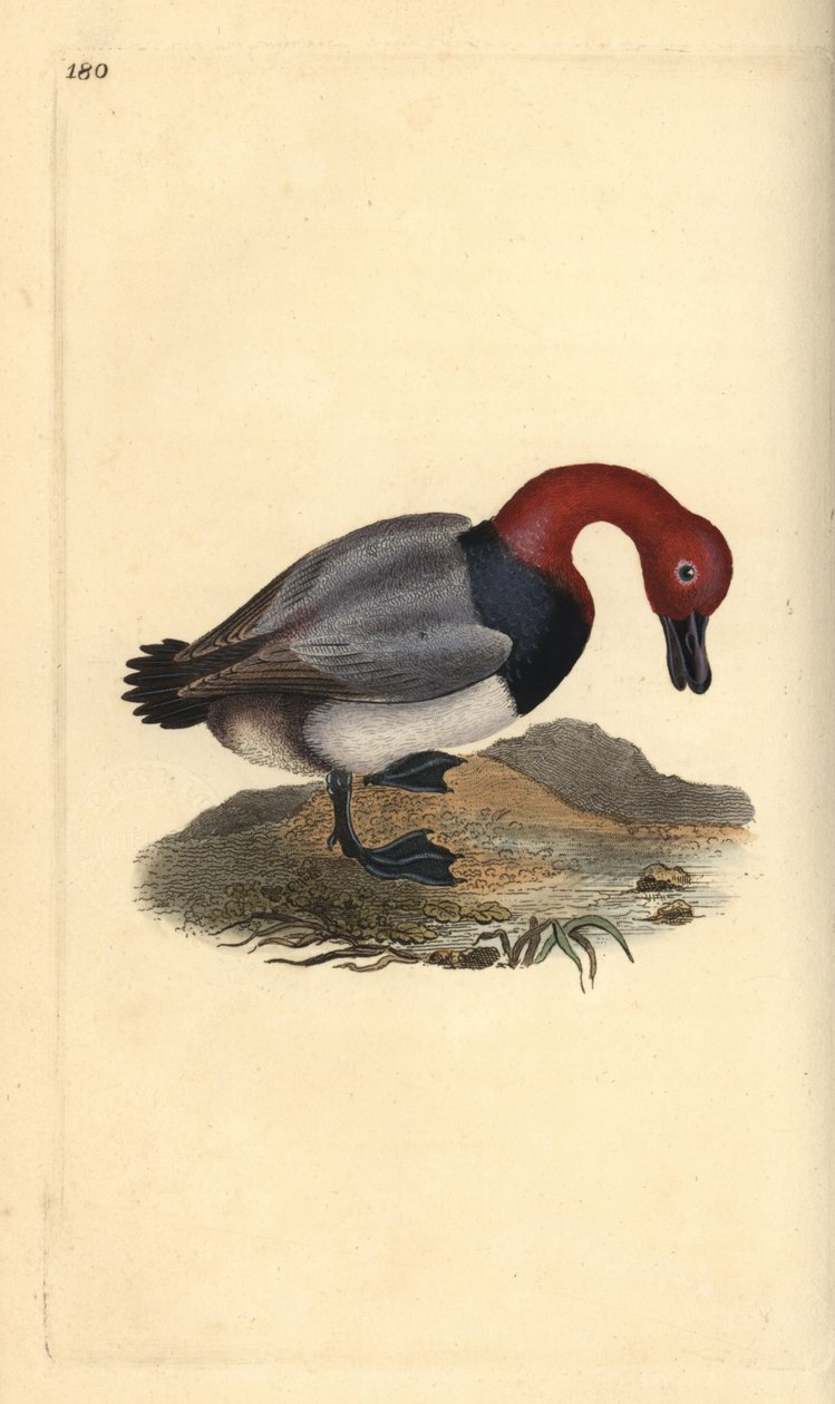 Sýkora obecná, Aythra ferina (samec). Ručně kolorovaná mědirytina, kterou nakreslil a vyryl Edward Donovan podle své vlastní "Natural History of British Birds", Londýn. od Edward Donovan
