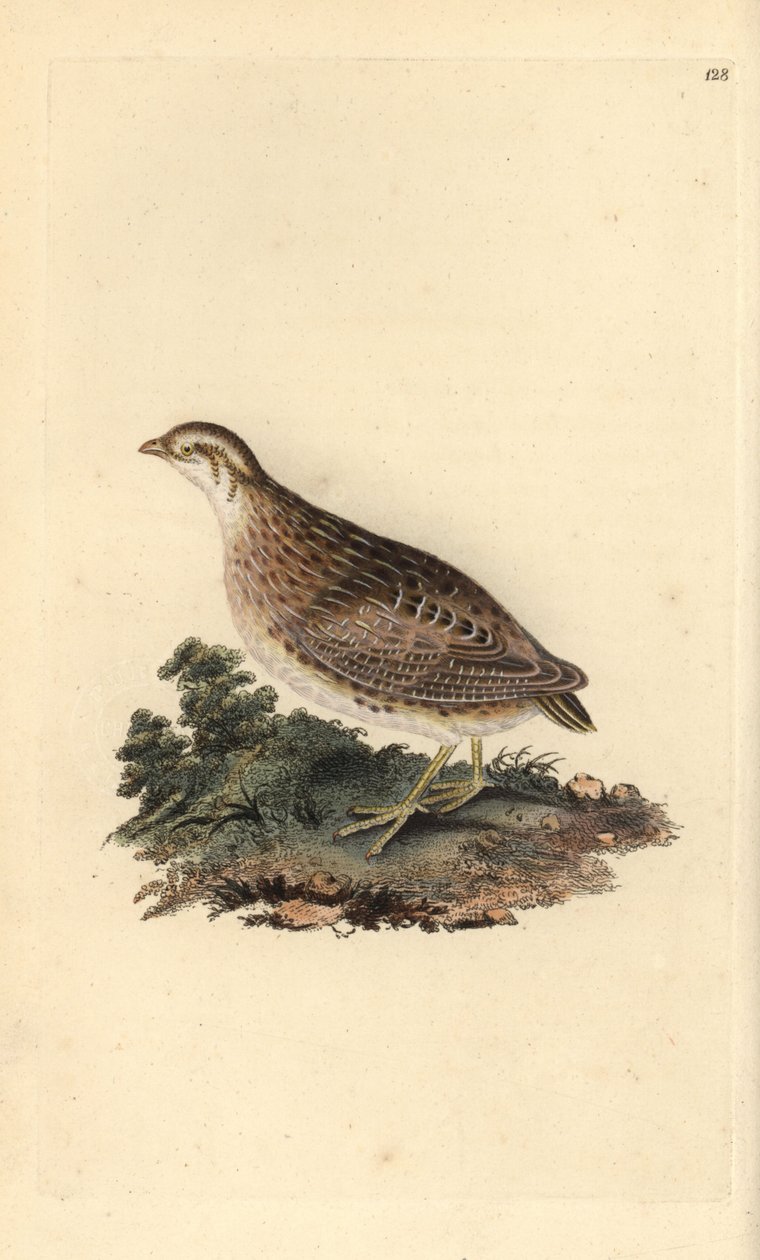 Křepelka polní, Coturnix coturnix. Ručně kolorovaná mědirytina, kterou nakreslil a vyryl Edward Donovan podle své knihy "Natural History of British Birds" (1794-1819). Edward Donovan (1768-1837) byl anglo-irský amatérský zoolog, spisovatel, umělec a rytec. od Edward Donovan