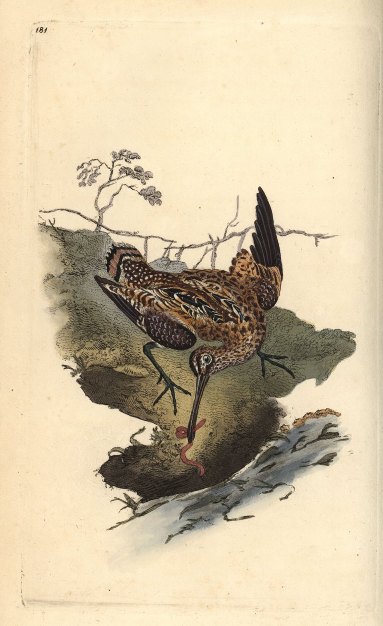 Bekasinka obecná, Gallinago gallinago, chytání červa. Ručně kolorovaný mědiryt nakreslený a rytý Edwardem Donovanem z jeho vlastní „Přírodopisné historie britských ptáků“, Londýn od Edward Donovan