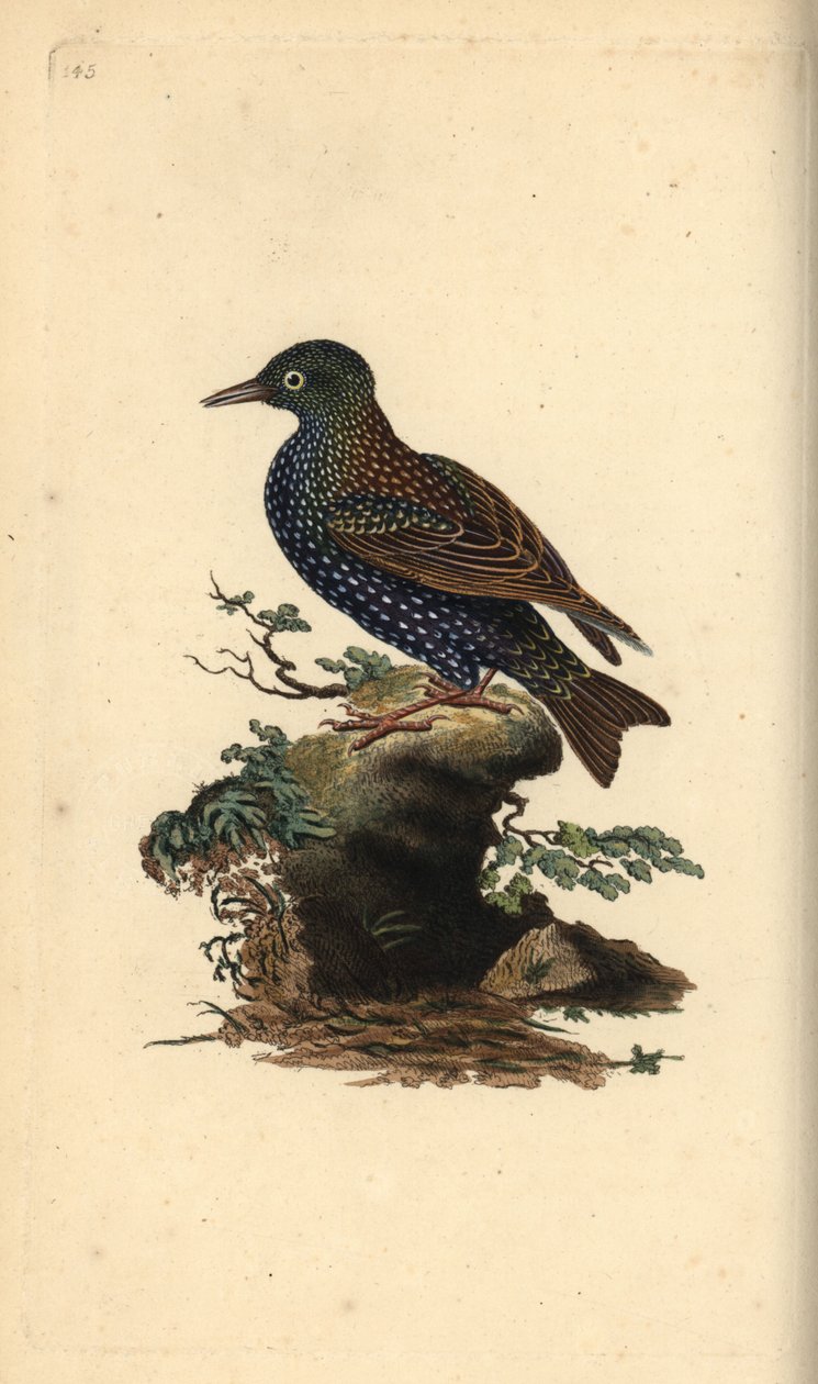 Špaček obecný, Sturnus vulgaris. Ručně kolorovaný mědiryt nakreslený a rytý Edwardem Donovanem z jeho vlastní „Přírodopisné historie britských ptáků“, Londýn od Edward Donovan