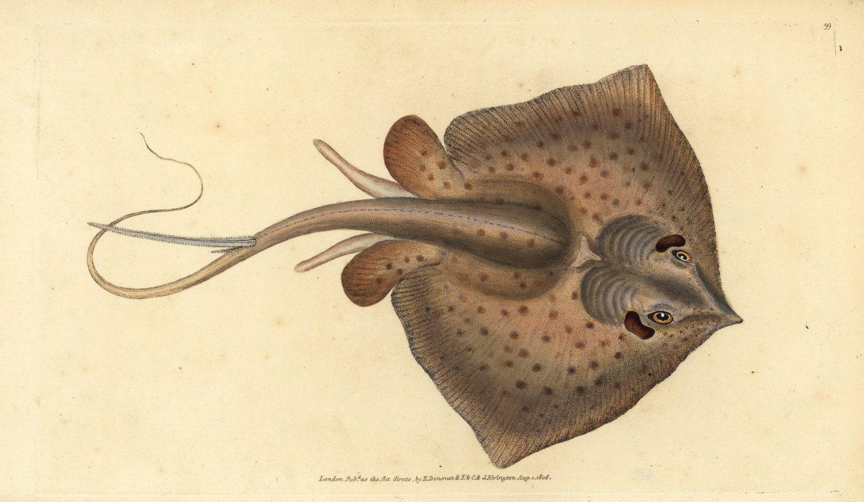 Rejnok obecný, Dasyatis pastinaca (Rejnok, Raja pastinacea). Ručně kolorovaný mědiryt nakreslený a rytý Edwardem Donovanem z jeho Natural History of British Fishes, Donovan a F.C. a J. Rivington, Londýn od Edward Donovan