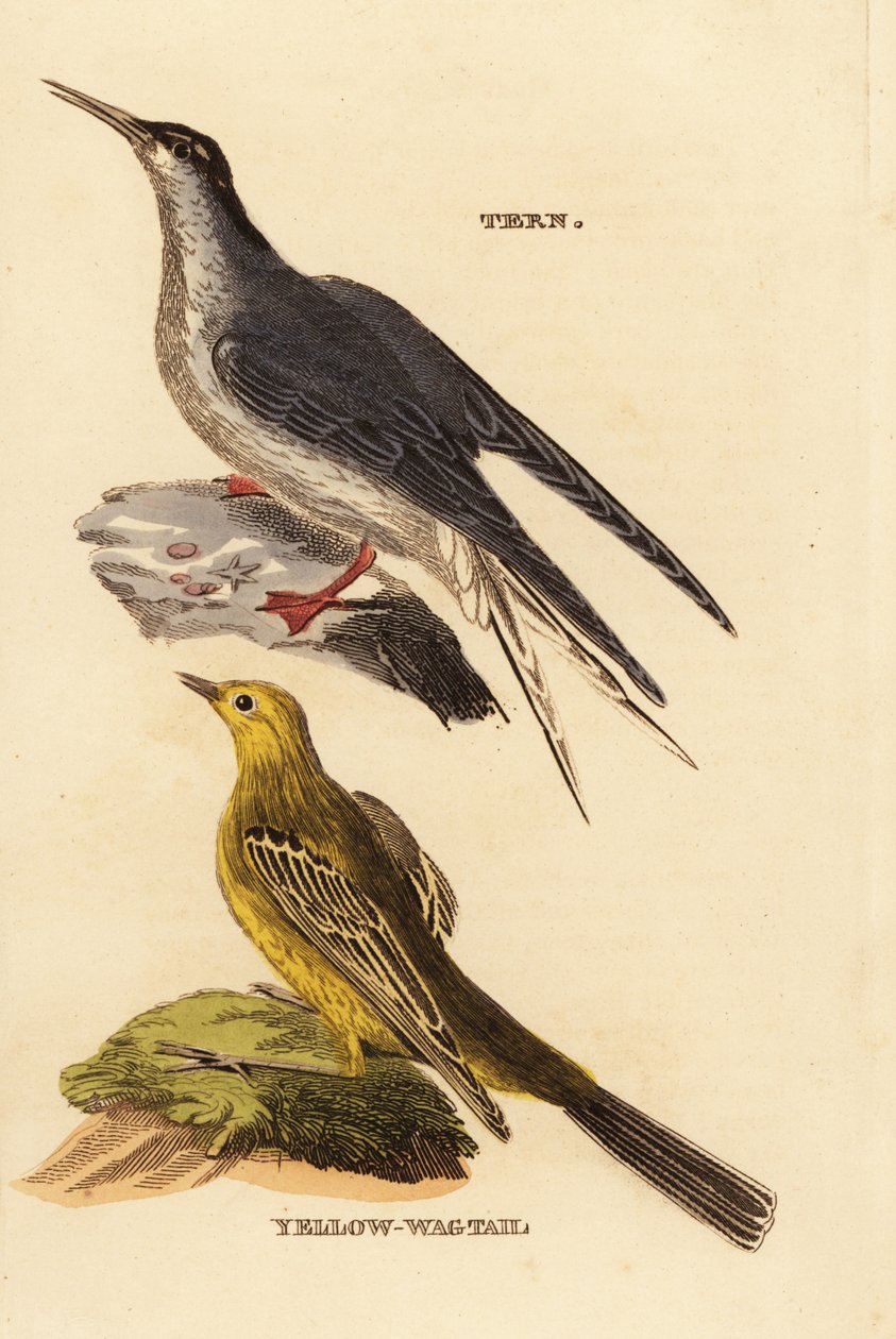 Obrat obecný, Sternův Hirundo a konipas žlutý, Motacilla Plava od Edward Donovan