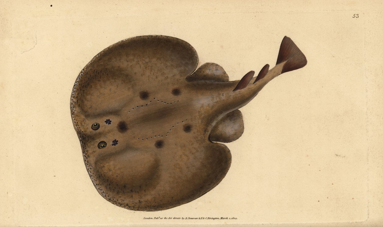 Běžné torpédo nebo elektrický paprsek s očima, torpédo Raja. Ručně kolorovaný mědiryt nakreslený a rytý Edwardem Donovanem z jeho Natural History of British Fishes, Donovan a F.C. a J. Rivington, Londýn od Edward Donovan