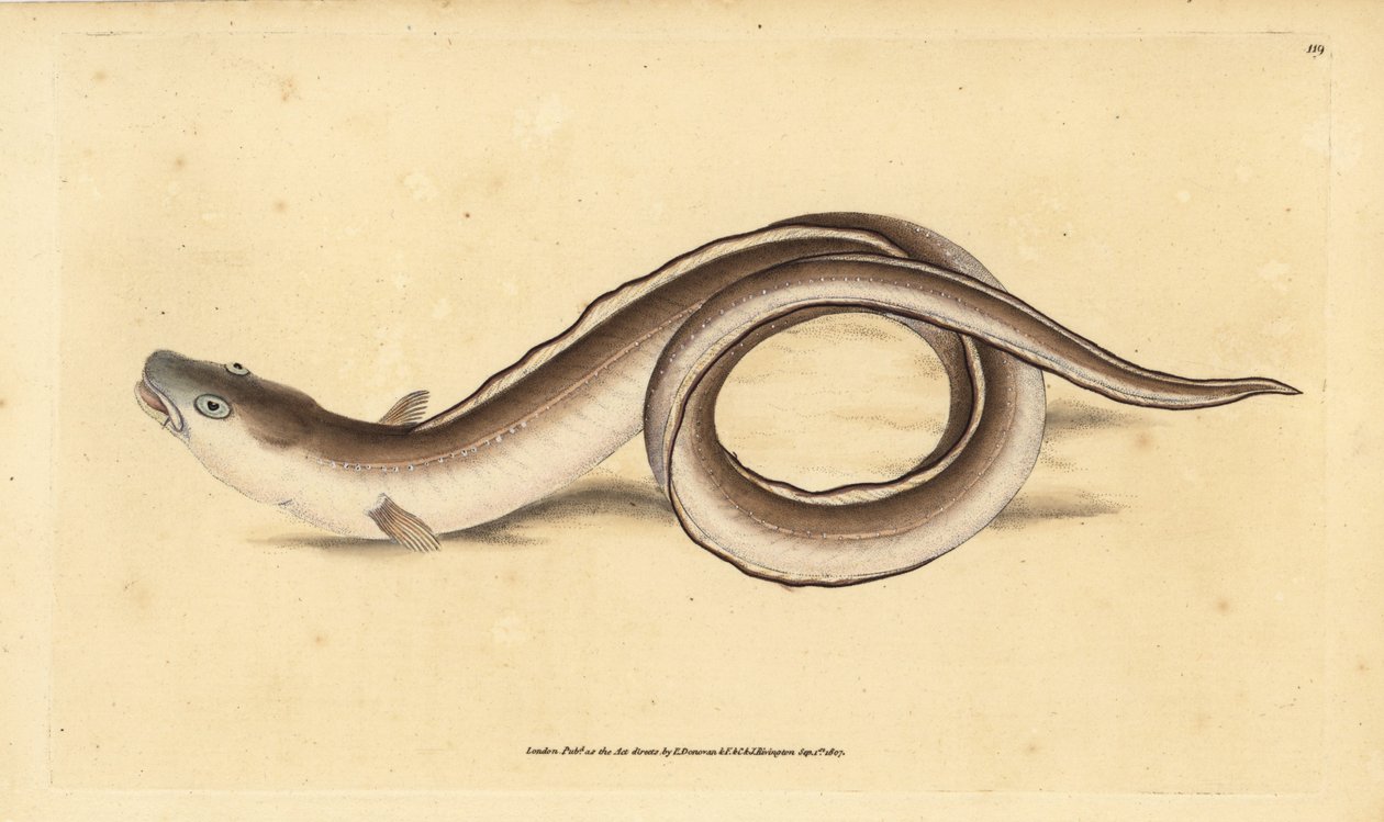 Conger úhoř, Muraena conger. Ručně kolorovaný mědiryt nakreslený a rytý Edwardem Donovanem z jeho Natural History of British Fishes, Donovan a F.C. a J. Rivington, Londýn od Edward Donovan